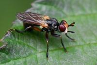 Thecophora atra