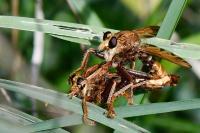 Asilus crabroniformis
