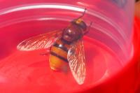 Volucella zonaria