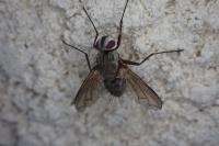 Dexia rustica