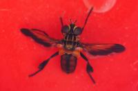 Trichopoda pictipennis