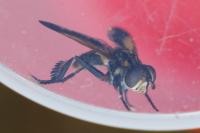Trichopoda pictipennis