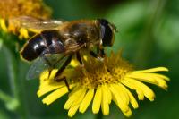 Eristalis tenax
