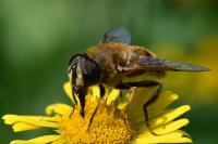 Eristalis tenax