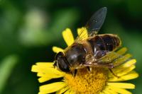 Eristalis tenax