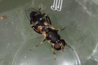Syritta pipiens