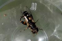 Syritta pipiens