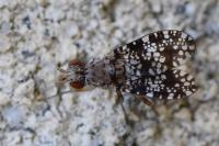 Trypetoptera punctulata