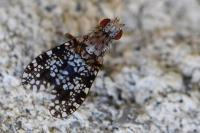 Trypetoptera punctulata