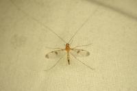 Macrocera phalerata