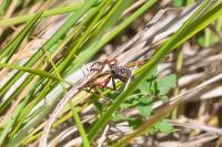 Dasypogon diadema