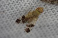 Tephritis bardanae
