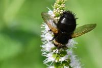 Tachina grossa