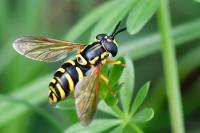 Chrysotoxum elegans