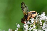 Ectophasia crassipennis