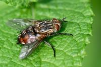 Peleteria rubescens