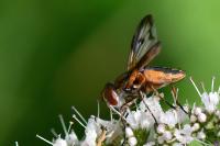 Ectophasia crassipennis