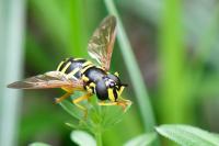 Chrysotoxum elegans