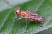 Tetanocera ferruginea