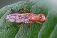 Tetanocera ferruginea