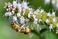 Eristalinus megacephalus