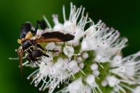 Trichopoda pictipennis