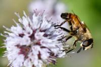Eristalis tenax