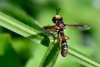 Physocephala vittata