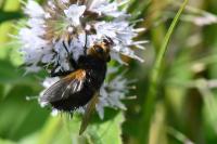 Tachina grossa