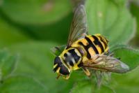 Myathropa florea