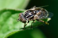 Eristalinus aeneus