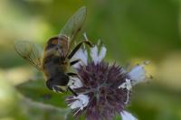 Eristalis tenax