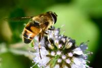 Eristalis tenax