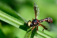 Physocephala vittata