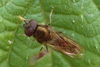 Platycheirus albimanus