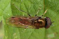 Platycheirus albimanus