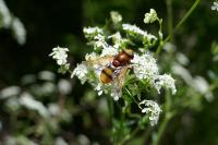 Volucella zonaria