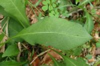 Knautia dipsacifolia