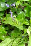 Polygala