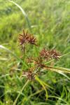 Cyperus