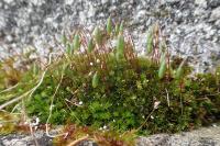 Bryum