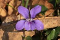 Viola riviniana
