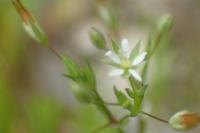 Sabulina tenuifolia