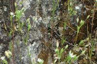 Sabulina tenuifolia