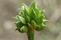 Ranunculus serpens