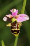 Ophrys scolopax
