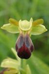 Ophrys funerea