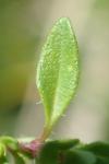 Thymus longicaulis