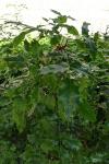Berberis aquifolium