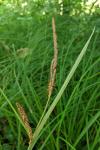 Carex flacca
